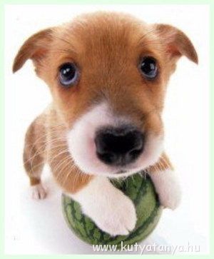 cuki_kutya_kek_szemu_1.jpg