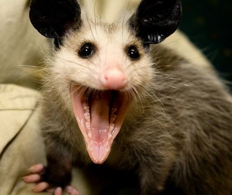 possum.jpg